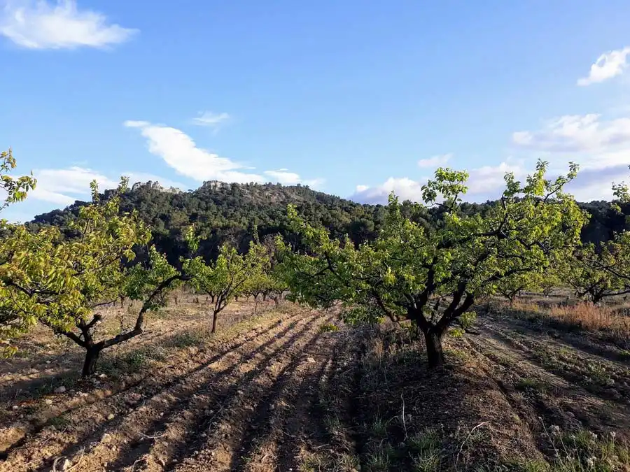 Abricotiers en Provence à la Roque-d-Antheron