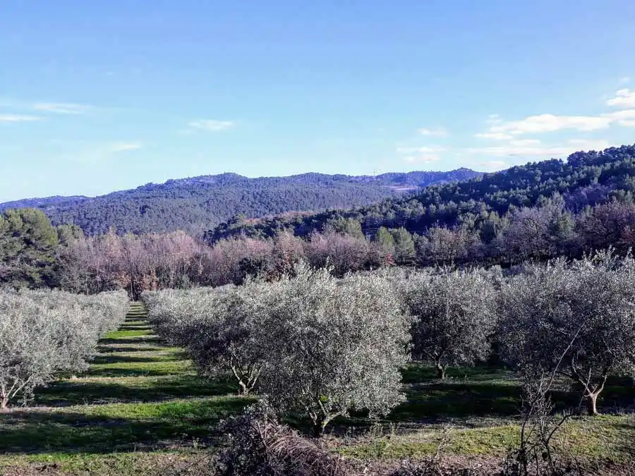 oliviers en Provence à la Roque-d-Antheron